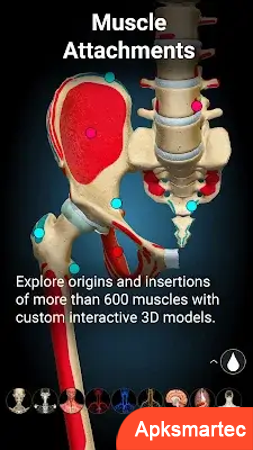 Anatomy Learning - 3D Anatomy