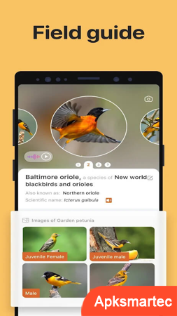 Picture Bird - Bird Identifier